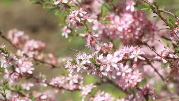 Bahar rüzgârda titreyen pembe çiçekleri ile badem bir bush. — Stok video