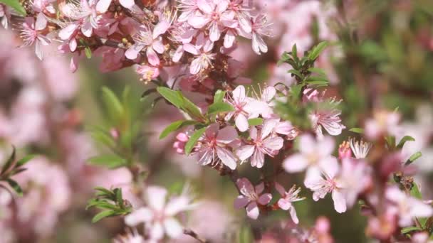 Миндальный куст с розовыми цветами, дрожащий от весеннего ветра . — стоковое видео