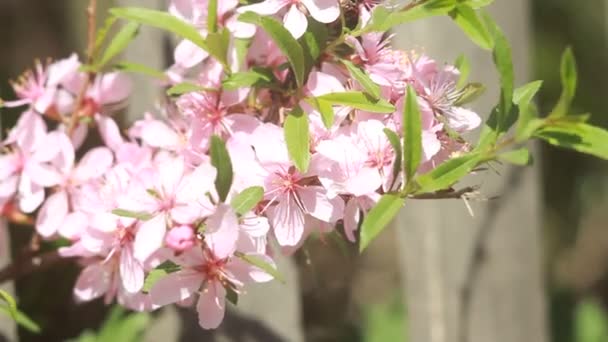 Een amandel heester met roze bloemen, beven in de lente wind. — Stockvideo