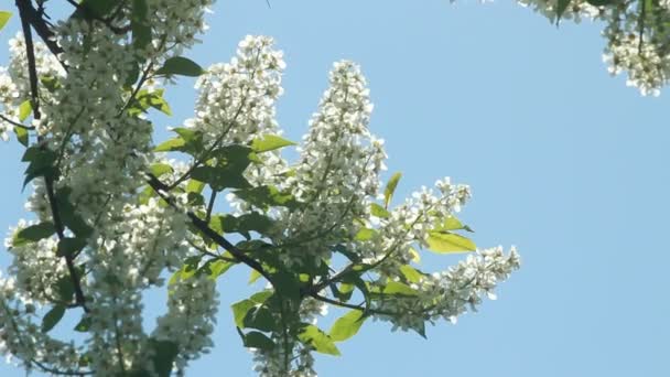 Adorable bird cherry tree branch with amazing pink blossom and young leaves, waving on light wind on spring day background. — Stock Video