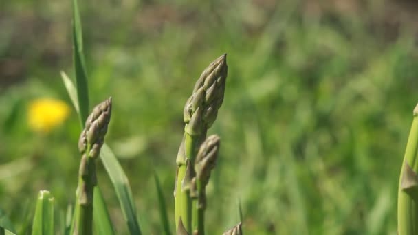 Verse groene asperges op de tuin close-up — Stockvideo