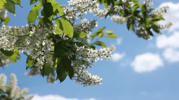 Adorable rama de cerezo pájaro con increíble flor rosa y hojas jóvenes, agitando en el viento ligero en el fondo del día de primavera . — Vídeos de Stock