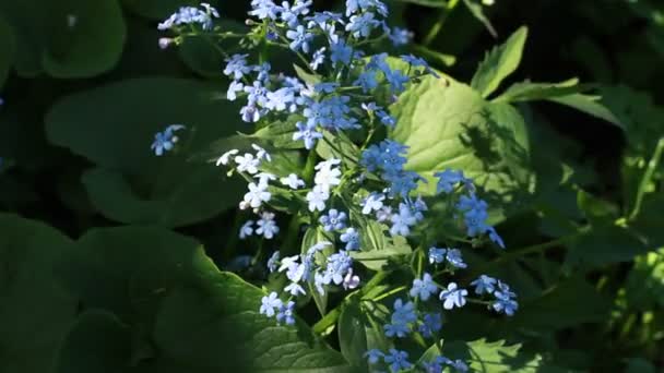 Bleu m'oublier pas dans la nature — Video