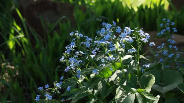 Blau vergiss mich nicht in der Natur — Stockvideo