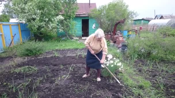 Older woman gardening, summer background. — Stock Video