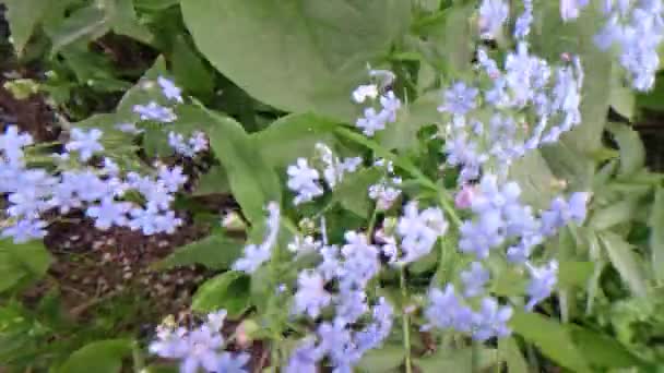 Blue forget me not in the nature — Stock Video