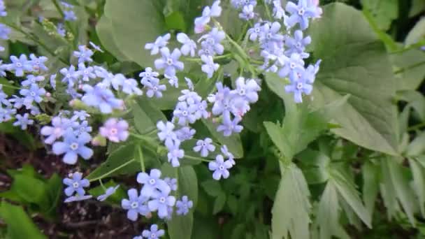 blue forget me not in the nature