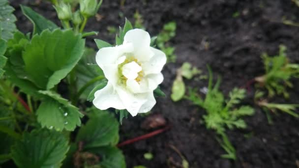 White flowers of strawberries in the morning dew — Stock Video