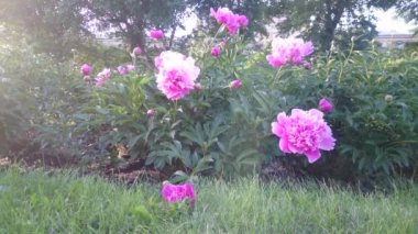 Yaz sezonu peonies soyut günbatımı ışıkta pembe.