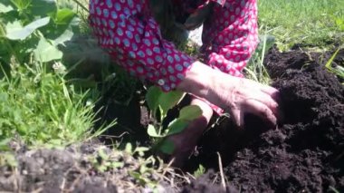 Yaşlı kadın bahçıvan lahana fidan dikti