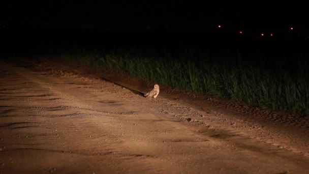 Burung hantu di jalan pedesaan malam — Stok Video