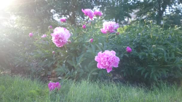 Ροζ peonies σεζόν καλοκαίρι στο abstract ηλιοβασίλεμα φως. — Αρχείο Βίντεο