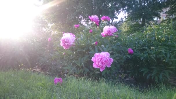 Zomer seizoen pioenrozen bij abstracte zonsondergang licht roze. — Stockvideo