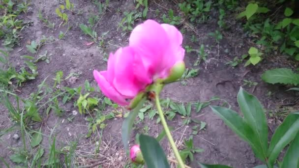 Pink summer season peonies at abstract sunset light. — Stock Video