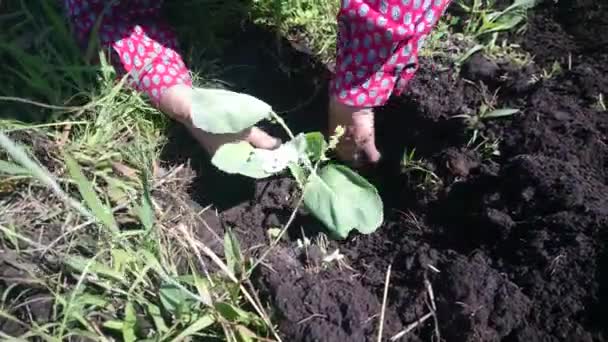 Παλιά γυναίκα κηπουρός φυτεύονται τα σπορόφυτα του λάχανου — Αρχείο Βίντεο