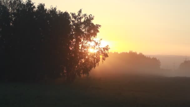 Vista del rebaño de vacas cruzando la carretera y pastando en un campo en la niebla del amanecer . — Vídeo de stock