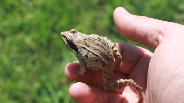 Kleiner Frosch auf geöffneter Handfläche. Nahaufnahme. Mehr dazu lesen Sie hier — Stockvideo