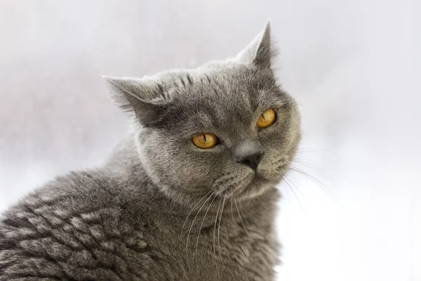 Britisches Katzenporträt. Selektiver Fokus. — Stockfoto