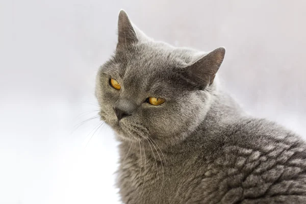 Britisches Katzenporträt. Selektiver Fokus. — Stockfoto