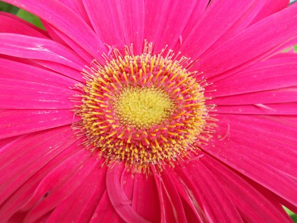 Poder da flor — Fotografia de Stock