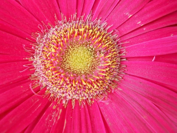 Poder da flor — Fotografia de Stock