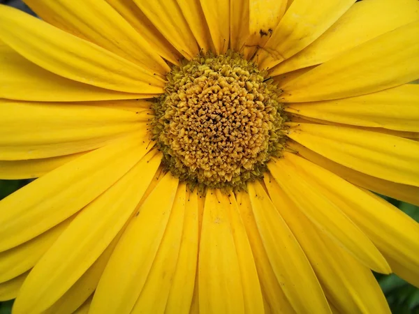 Potere dei fiori — Foto Stock