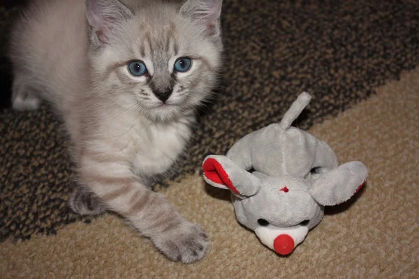 Gatinho siamês — Fotografia de Stock