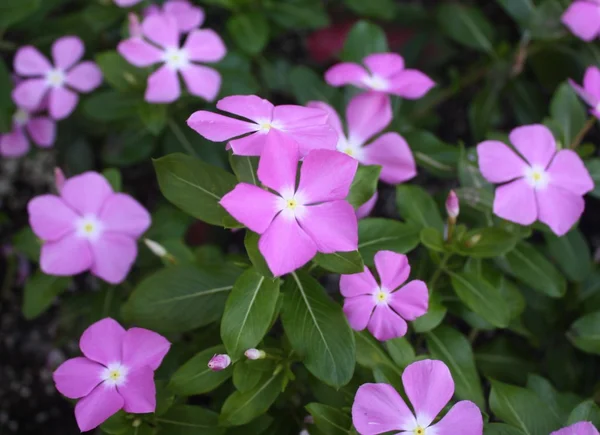 Flores — Foto de Stock