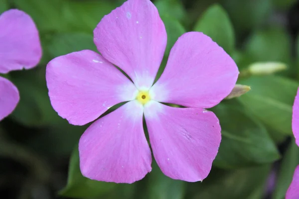 Flores — Foto de Stock