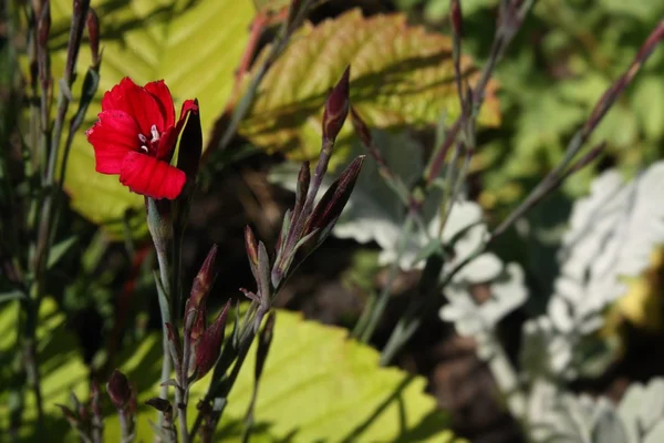 Bloemen — Stockfoto