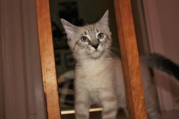 Gato siamês — Fotografia de Stock