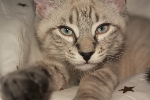 แมวสยาม — ภาพถ่ายสต็อก