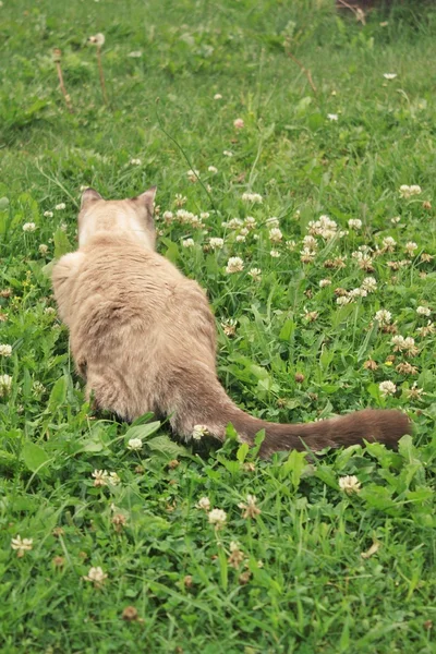 샴 고양이 — 스톡 사진