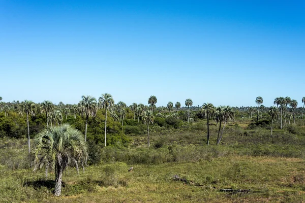 Palmas no Parque Nacional El Palmar, Argentina — Fotografia de Stock