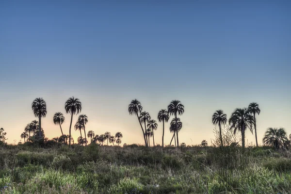 Salida del sol en el Parque Nacional El Palmar, Argentina —  Fotos de Stock