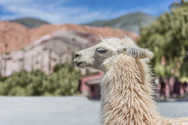 Лама в Пурмамарке, Жужуй, Аргентина . — стоковое фото