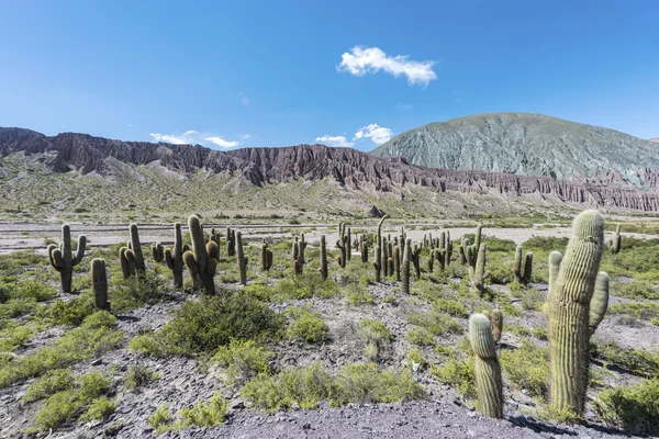 Cienaga, quebrada de humahuaca, jujuy, Argentyna. — Zdjęcie stockowe