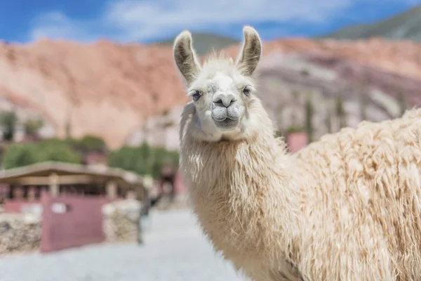 Lamy w mieście purmamarca, jujuy, Argentyna. — Zdjęcie stockowe