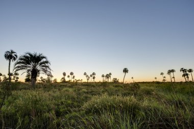 el palmar Milli Parkı, Arjantin Sunrise