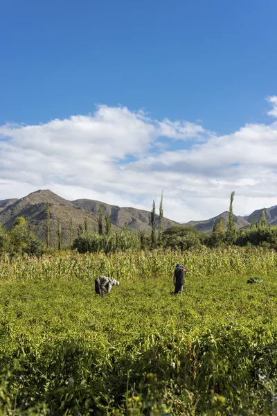 Cachi Adentro a Salta, Argentina settentrionale — Foto Stock