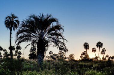 el palmar Milli Parkı, Arjantin Sunrise