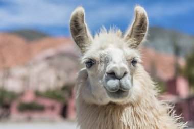 Lama purmamarca, jujuy, Arjantin.