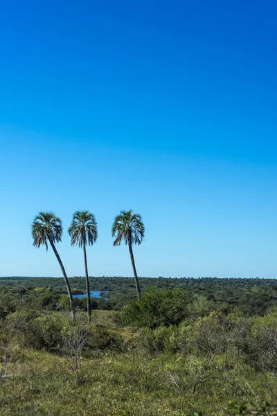 Tenyerét a el palmar national park, Argentína — Stock Fotó