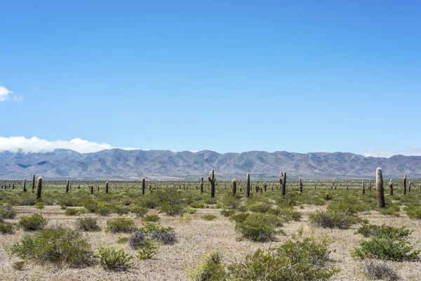 Parque Nacional Los Cardones em Salta, Argentina . — Fotografia de Stock