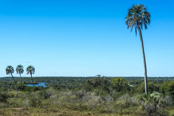 Palmen im Nationalpark El Palmar, Argentinien — Stockfoto