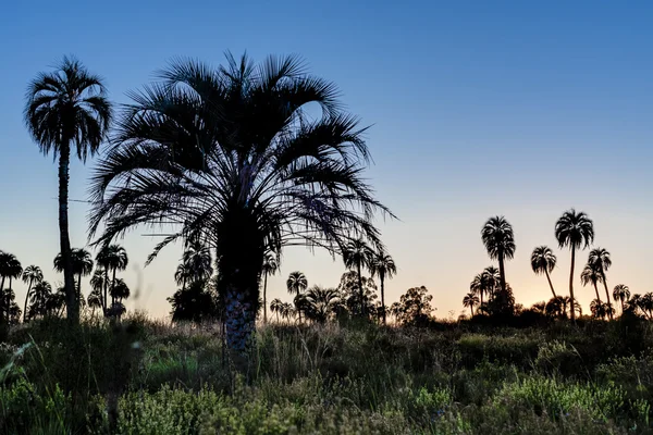 Napkelte el palmar national park, Argentína — Stock Fotó