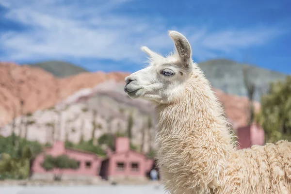 Lamy w mieście purmamarca, jujuy, Argentyna. — Zdjęcie stockowe