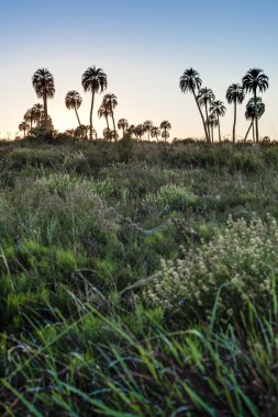 el palmar Milli Parkı, Arjantin Sunrise