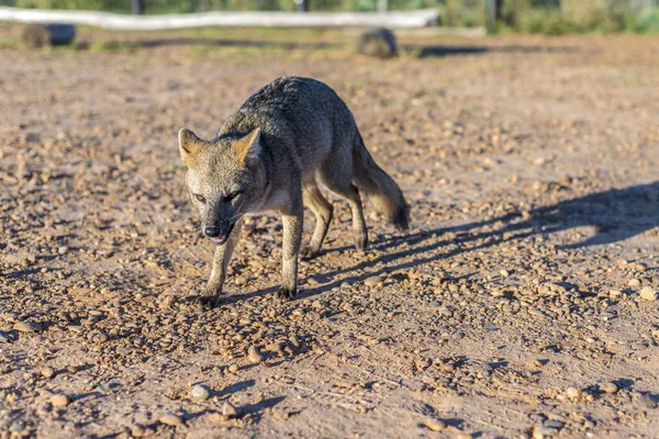 Mountain Fox on El Palmar National Park, Argentina — Stock Photo, Image