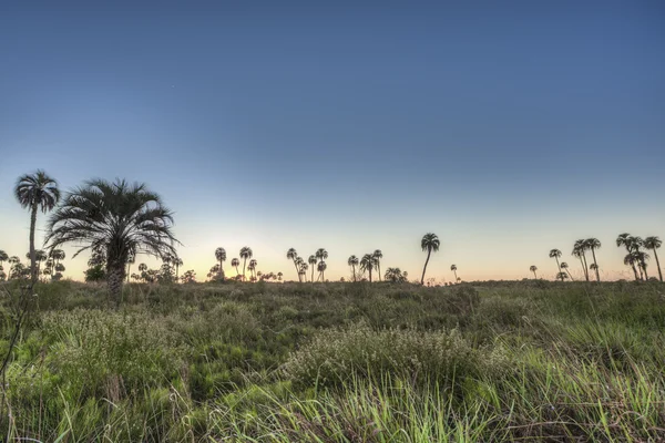 Sonnenaufgang im Nationalpark El Palmar, Argentinien — Stockfoto